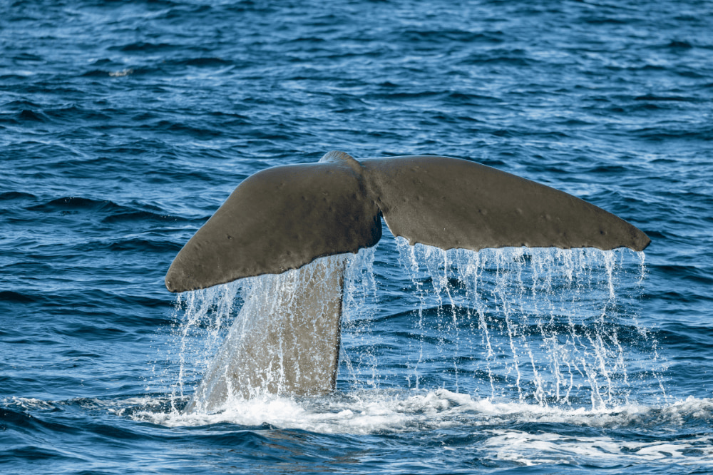 A whale's tail sticks out of the ocean. Water is dripping off it's tail
