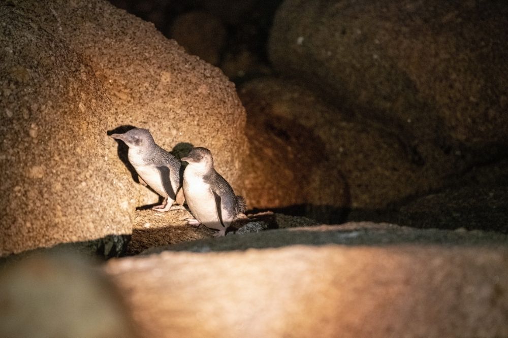 Two small fairy penguins sit on a rock