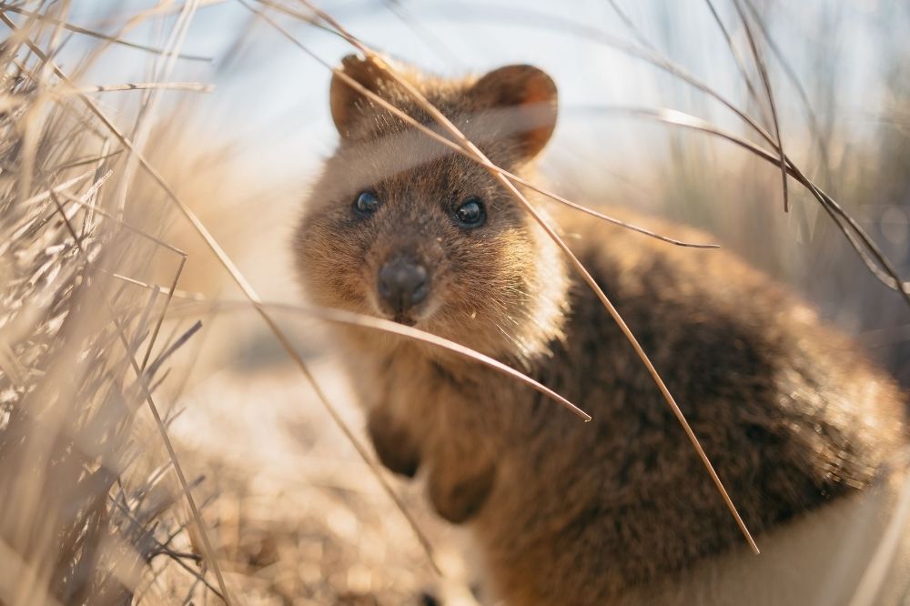 A quokka looks closely at the camera with black eyes and round ears on top of it's head.