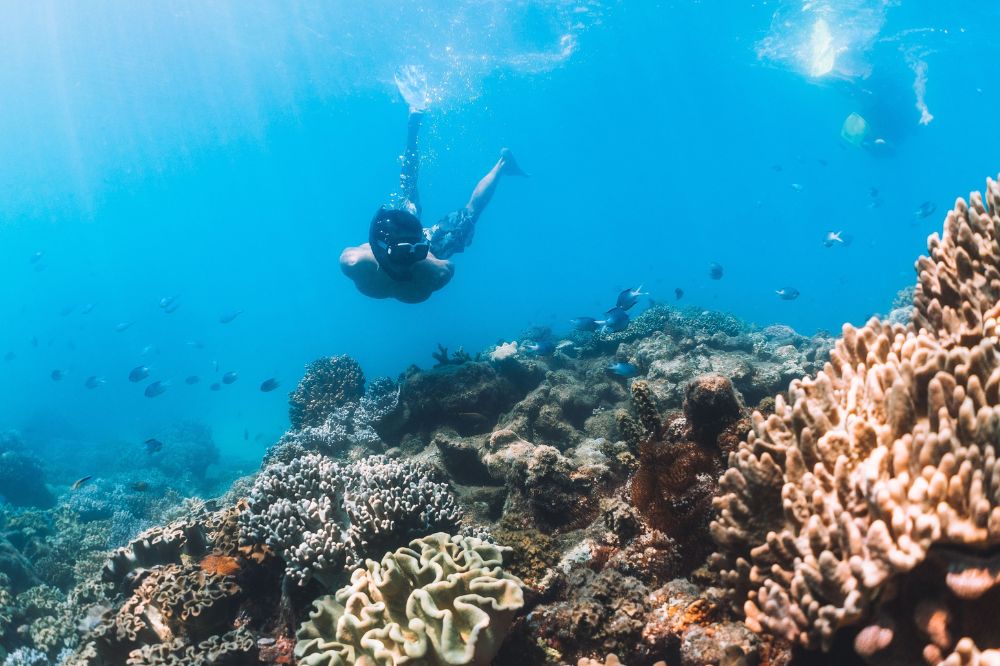 A person snorkels in clear blue water, looking at coral and surrounded by fish