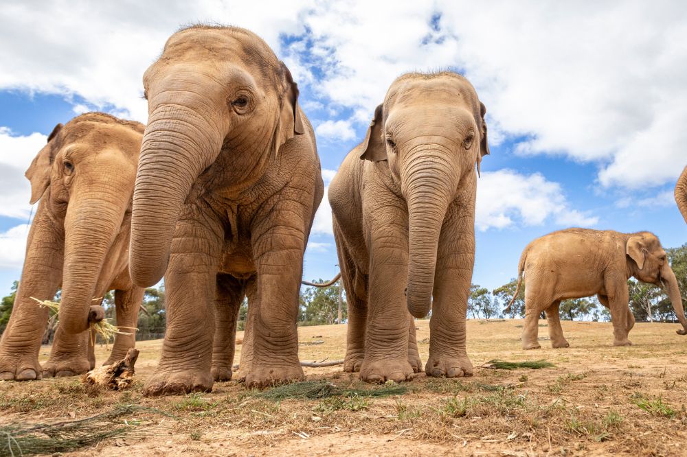 A group of large elephants walk towards the camera.