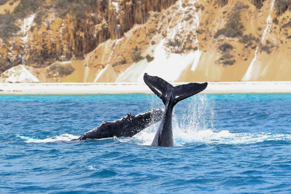 A whale breaches out of clear blue water. It's tail pokes up through the ocean.