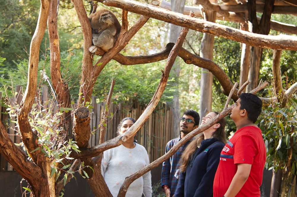 A group of people look up at a koala curled up sleeping in a tree