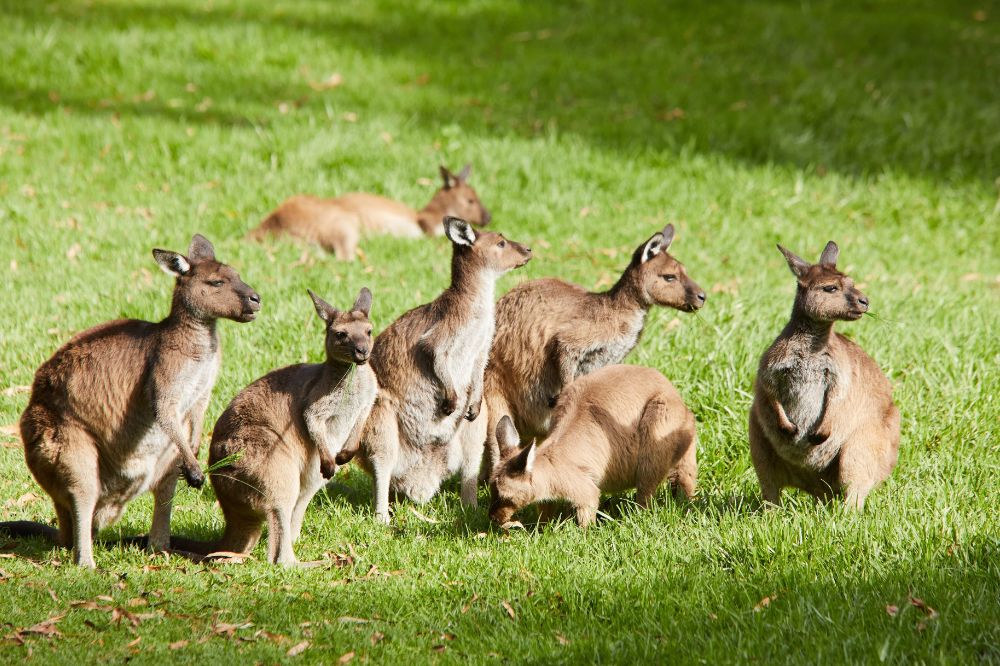 A group of kangaroos sit in the grass