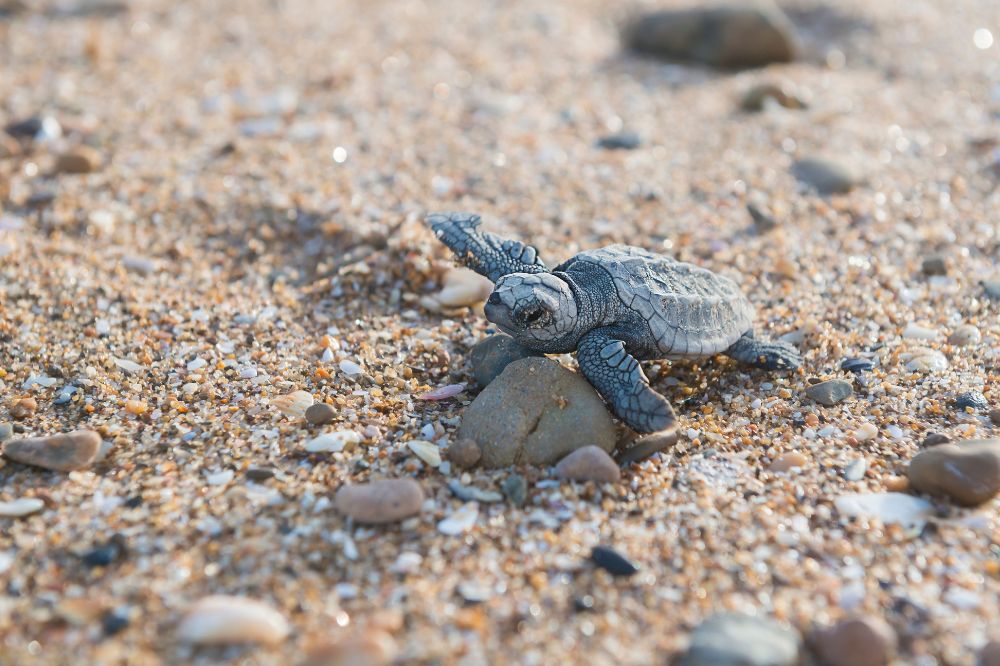 A small turtle waddles over a rock on a rocky beach.