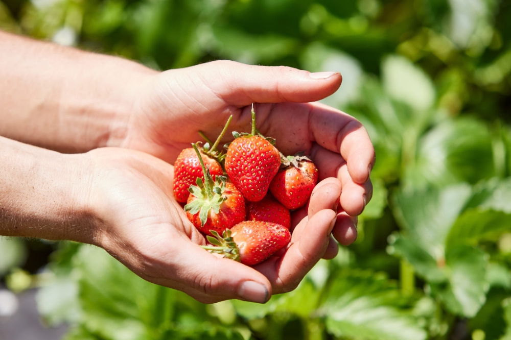 Two hands hold a handful of red strawberries.