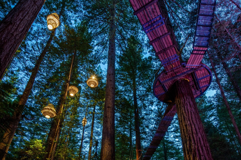 Looking up to tall redwood trees with lanterns hanging from above