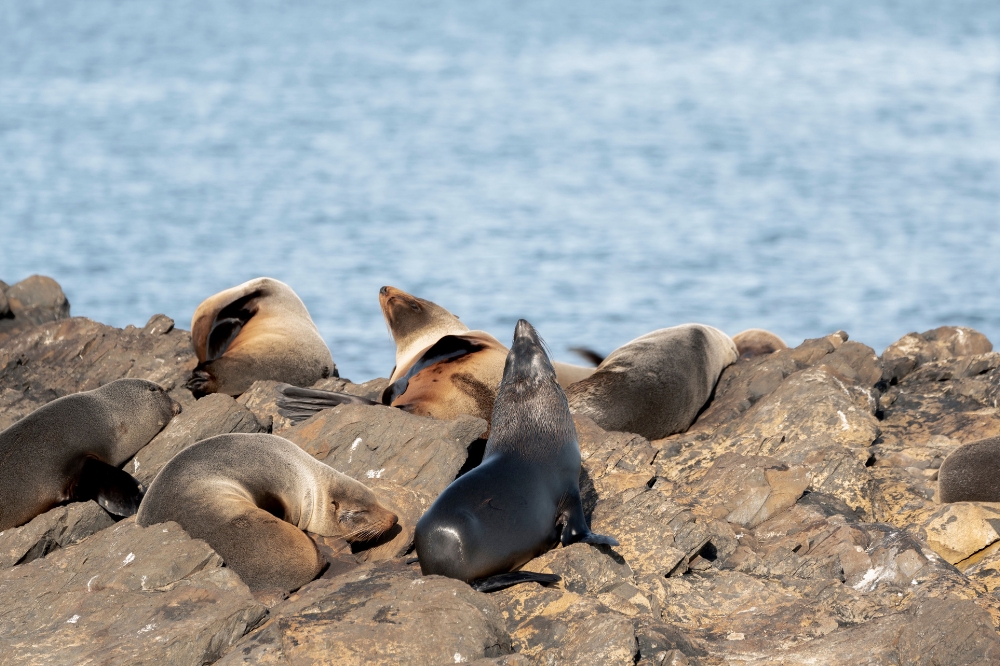 A group of seals sunbathe on rocks