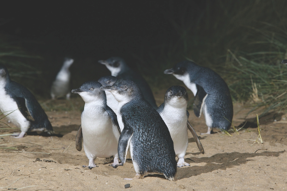 A group of small penguins gather on a beach