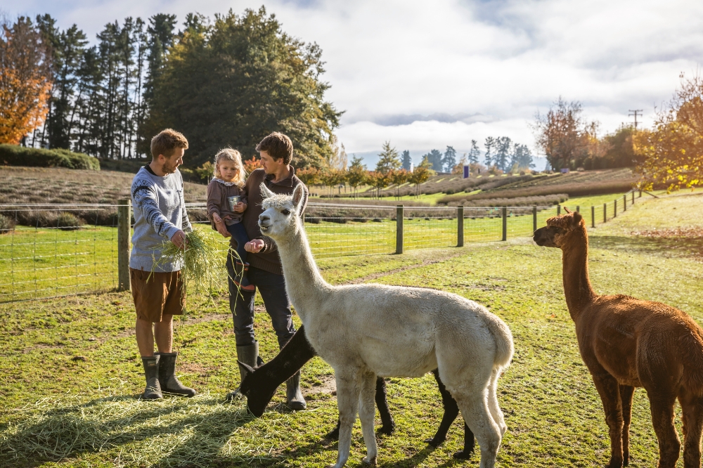 A family stand in a paddock feeding an alpaca grass